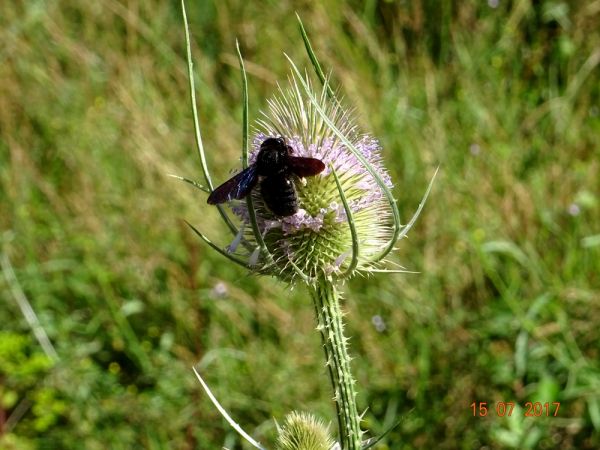 Xylocopa violacea  - Jean-Christophe Boisguerin