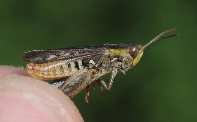 Omocestus petraeus  - Benjamin Long