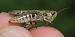 Omocestus petraeus  - Benjamin Long