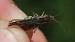 Omocestus petraeus  - Benjamin Long
