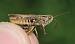 Omocestus petraeus  - Benjamin Long