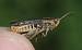 Omocestus petraeus  - Benjamin Long