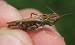 Omocestus petraeus  - Benjamin Long