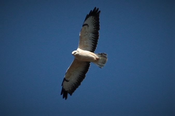 Buse variable  - Jean-Marc Cugnasse