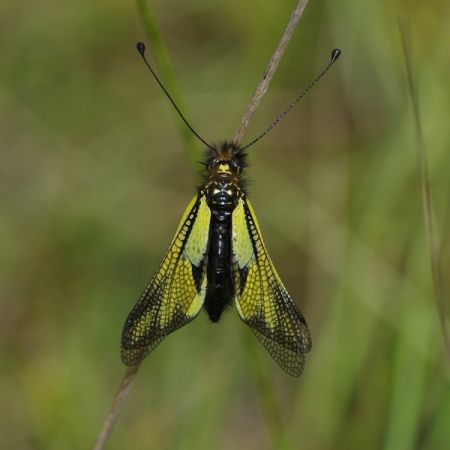 Ascalaphe soufré  - Evelyne Haber
