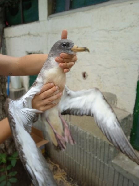 Puffin cendré  - Anonyme