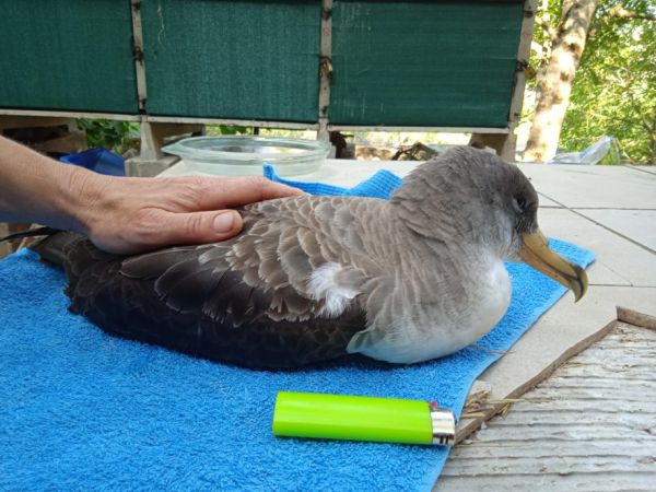 Puffin cendré  - Anonyme