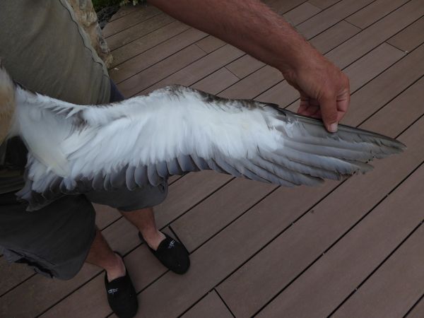 Puffin cendré  - Anonyme