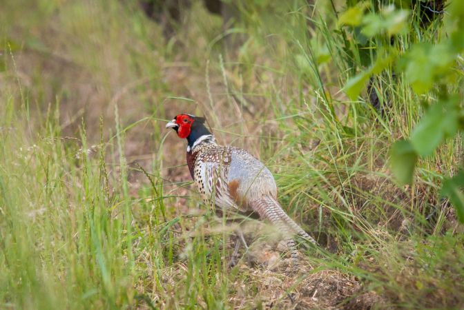 Faisan de Colchide  - Lorraine Lambrechts