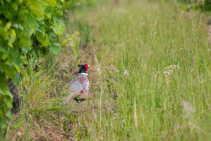 Common Pheasant  - Lorraine Lambrechts