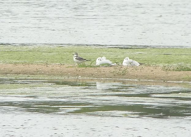 Mouette pygmée  - Julien Présent