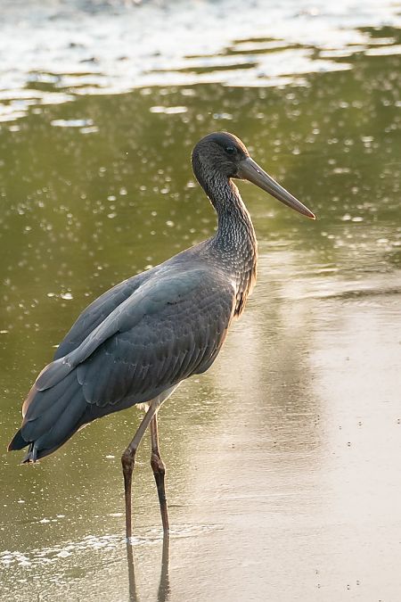 Cigogne noire  - Didier Sallé