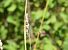 Leste vert (Chalcolestes viridis) © Céline Foucher