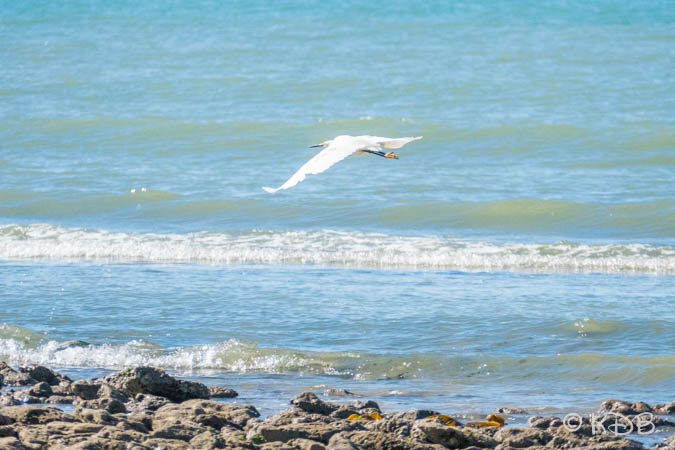 Aigrette garzette  - Katia Dutour
