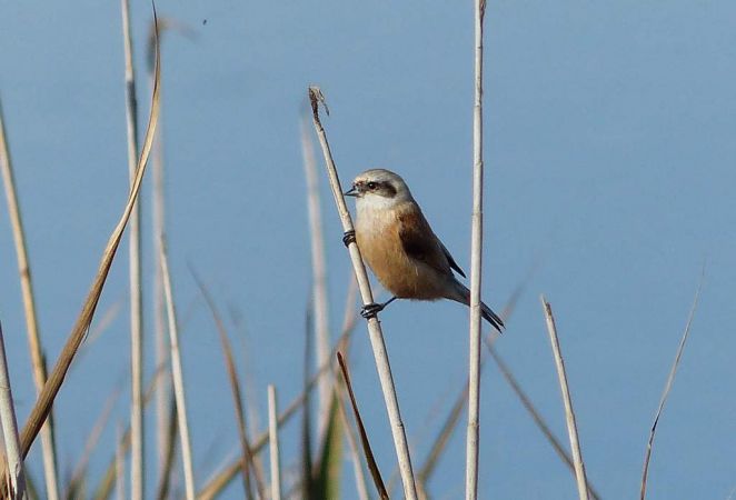 Rémiz penduline  - Anonyme