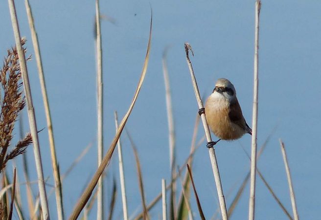 Rémiz penduline  - Anonyme