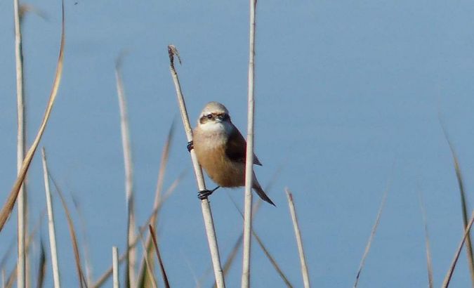 Rémiz penduline  - Anonyme