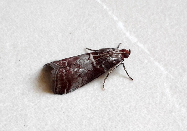 Acrobasis advenella  - Jean-Claude Croisé