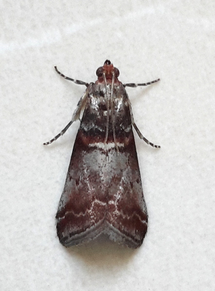 Acrobasis advenella  - Jean-Claude Croisé