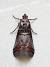 Acrobasis advenella  - Jean-Claude Croisé