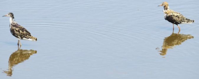 Combattant varié  - Franck Salmon