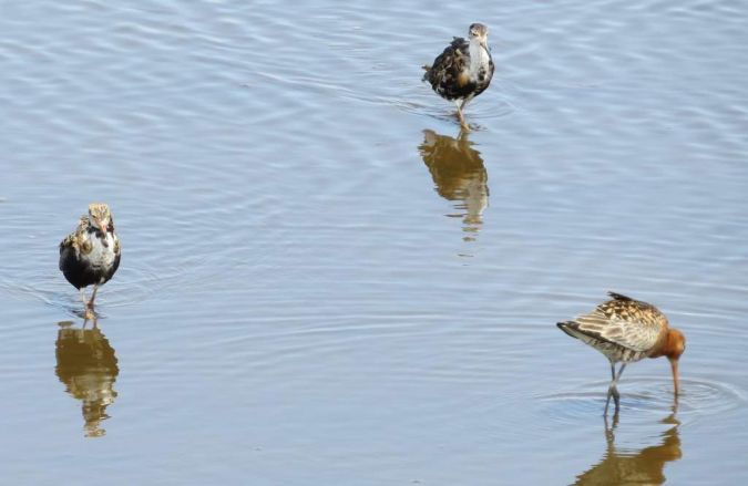 Combattant varié  - Franck Salmon