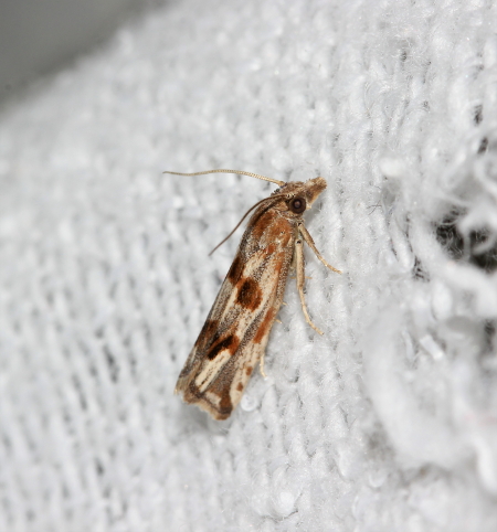 Pelochrista infidana  - Gerard Besseau