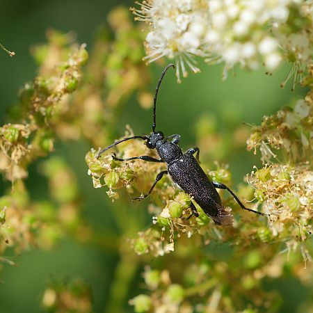 Stictoleptura scutellata  - Didier Godreau