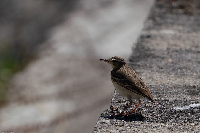 Pipit rousseline  - Dominique Robard