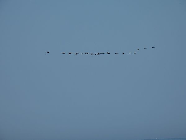 Ibis falcinelle  - Michèle Selig