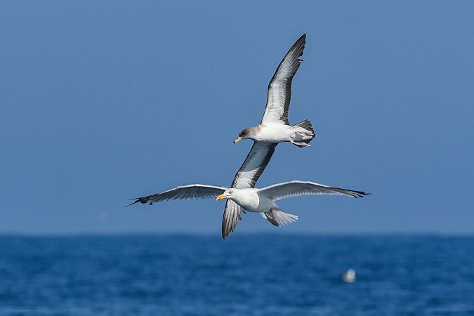 Puffin cendré  - Adrien Lambrechts