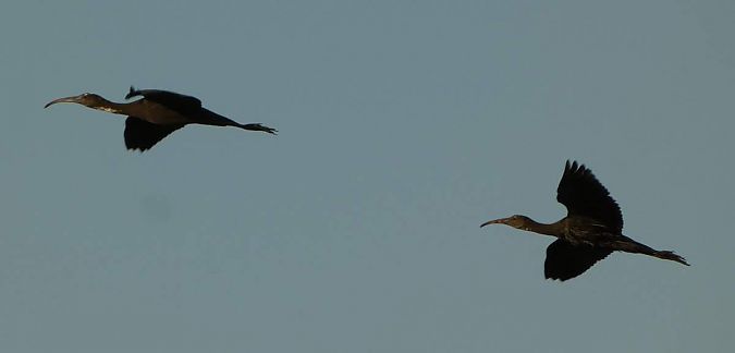 Ibis falcinelle  - Franck Salmon