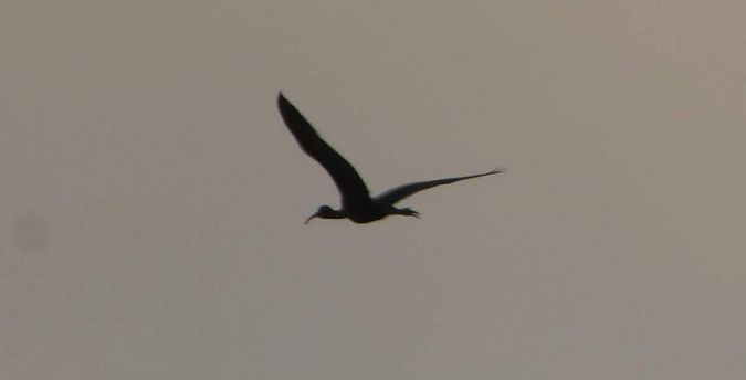 Ibis falcinelle  - Franck Salmon