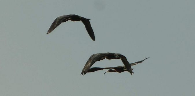 Ibis falcinelle  - Franck Salmon