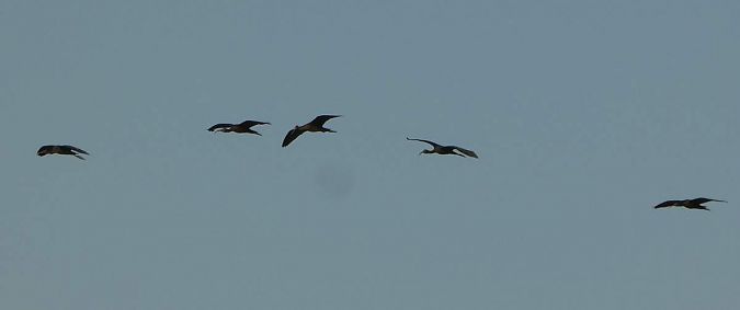 Ibis falcinelle  - Franck Salmon