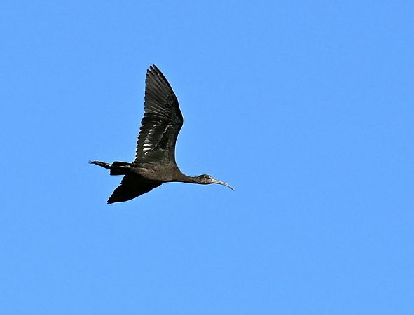 Ibis falcinelle  - Jean-Claude Croisé