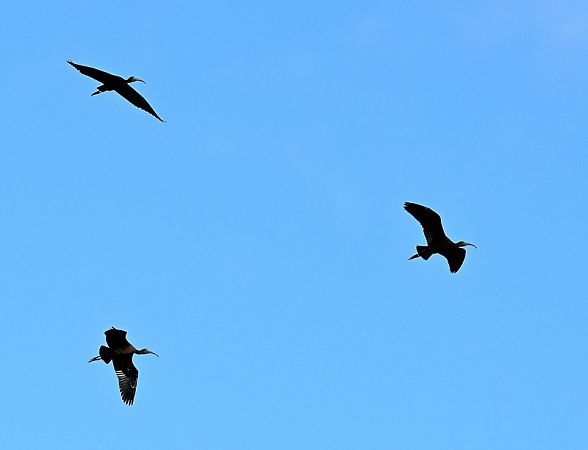 Ibis falcinelle  - Jean-Claude Croisé