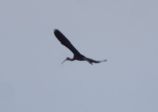 Ibis falcinelle  - Louis-Claude Bonnet