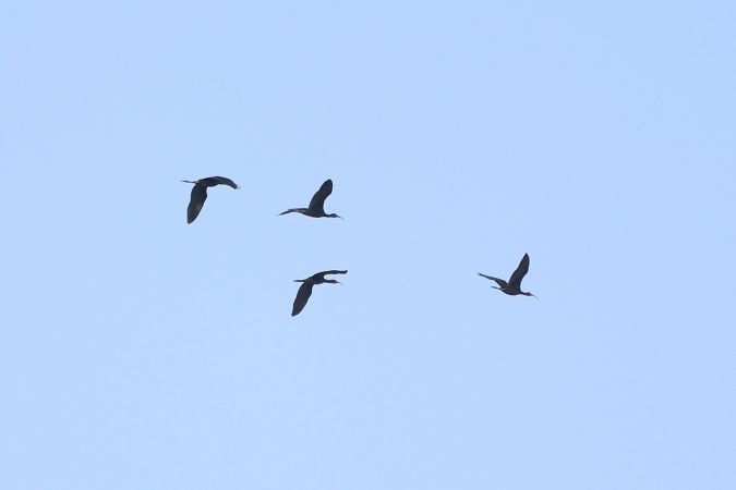 Ibis falcinelle  - Gerard Besseau