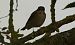 Gobemouche noir (Ficedula hypoleuca) © Franck Salmon