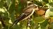 Gobemouche noir (Ficedula hypoleuca) © Franck Salmon