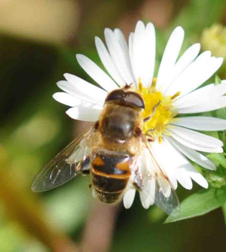 Eristalis tenax  - Christine Reymond