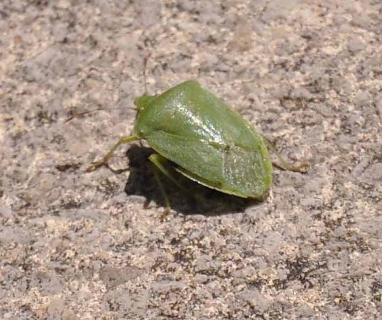 Nezara viridula  - Christine Reymond