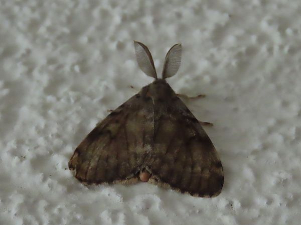 Bombyx disparate 