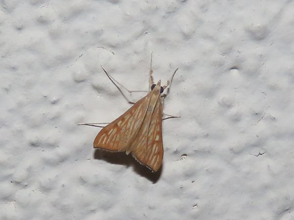 Antigastra catalaunalis 