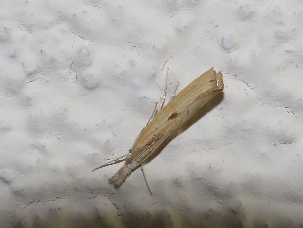 Agriphila inquinatella 