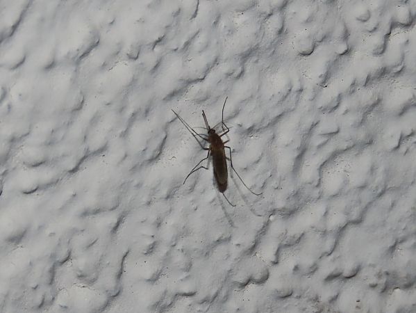 Culicidae sp. 