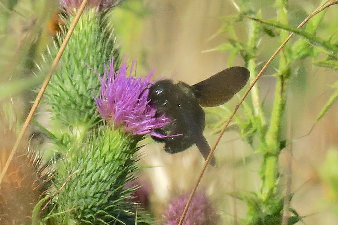 Xylocopa sp.  - Victor Berridge