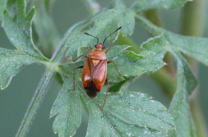 Deraeocoris ruber  - Denis Oberson