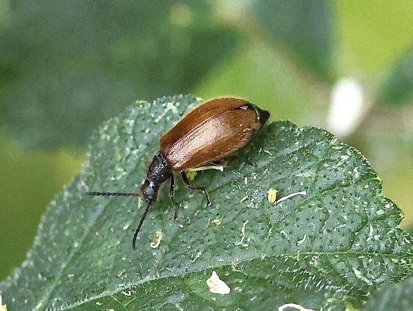 Lagria atripes / hirta  - Denis Oberson